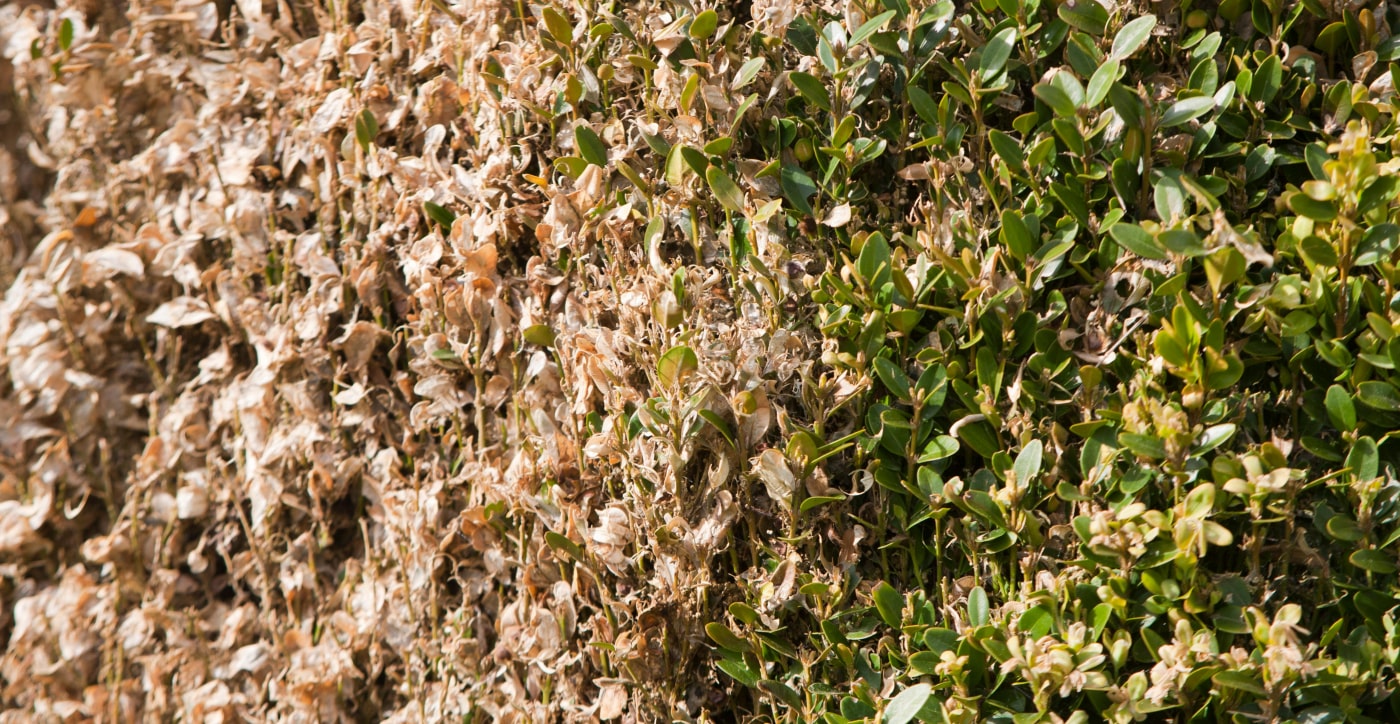 Hermie Suffering from the boxwood moth, caterpillars, spider mite or